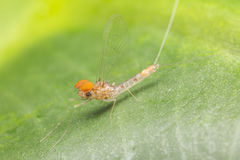 Cloeon bengalense