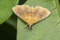 Mabra eryxalis