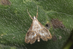 Paracataclysta fuscalis