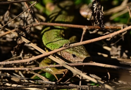Green Lizard