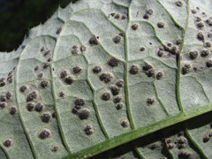 Puccinia cnici-oleracei