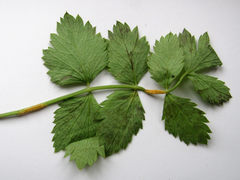 Puccinia pimpinellae