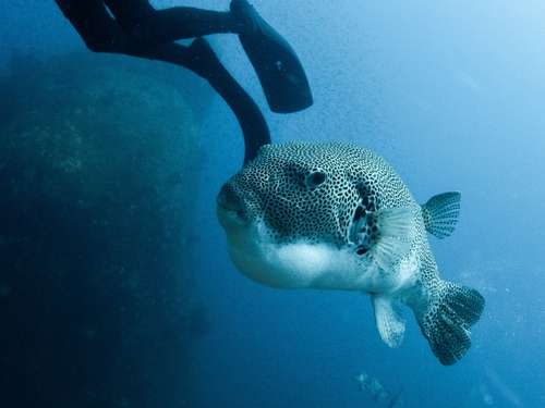 Starry Puffer — seen at this dive site