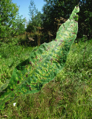 Puccinia cnici-oleracei