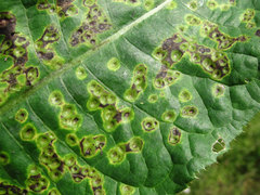 Puccinia cnici-oleracei