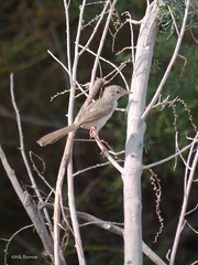 Prinia gracilis
