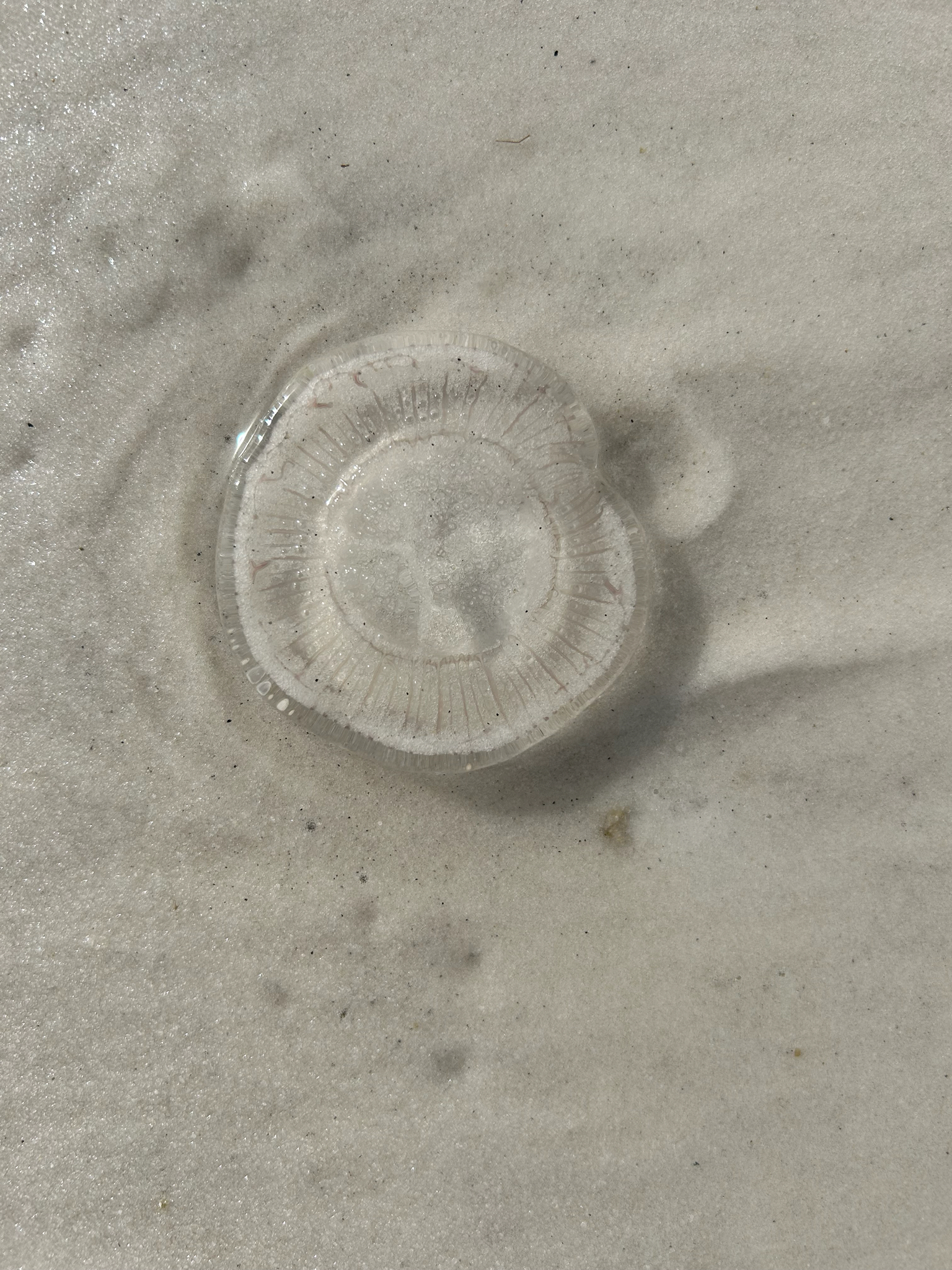 Rhacostoma atlanticum L.Agassiz, 1851