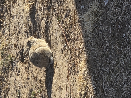 Mountain Cottontail observed by kaelyn357