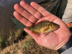 Pseudocrenilabrus philander