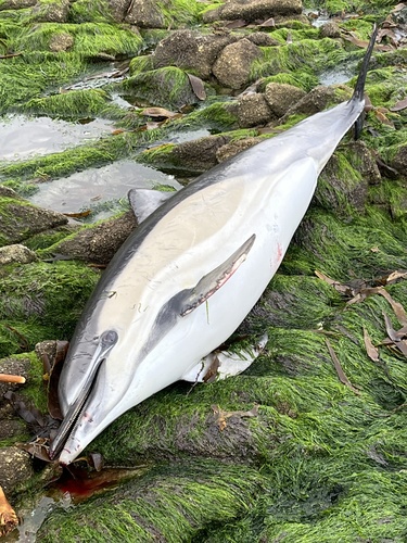 Delphinus delphis