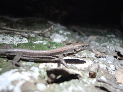 Podarcis bocagei