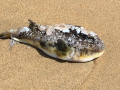 Amblyrhynchote honckenii