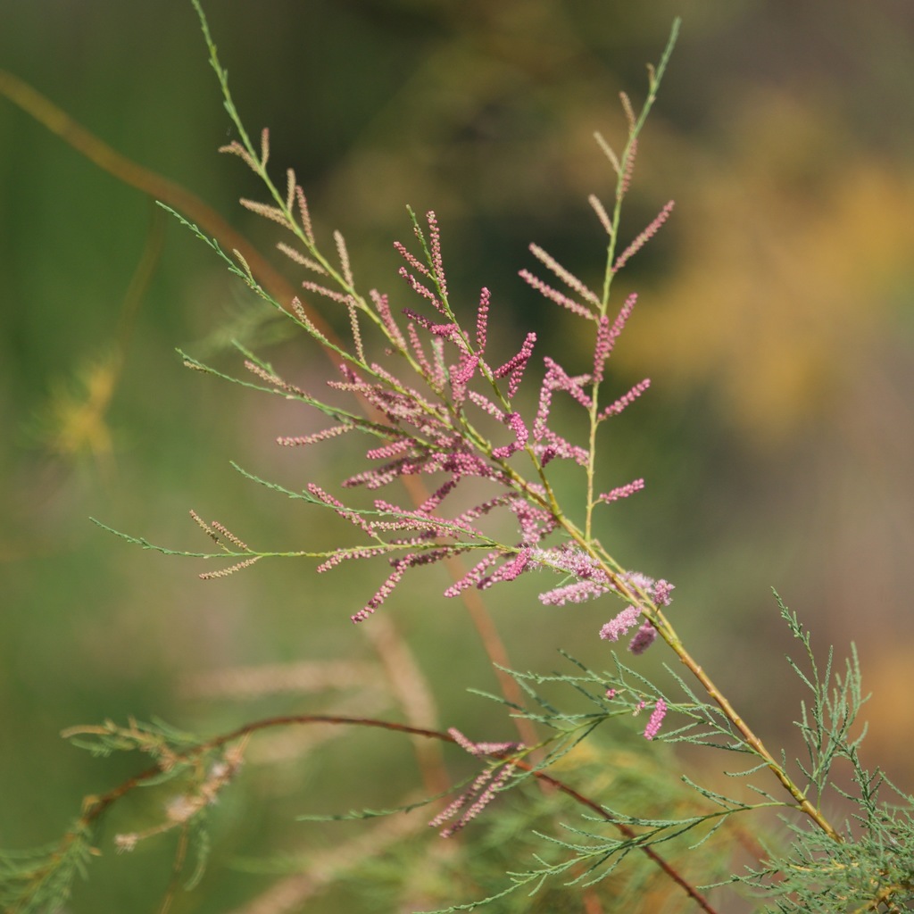 Saltcedar (Tamarix ramosissima)