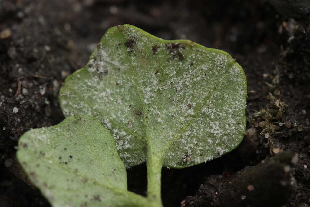 Hyaloperonospora