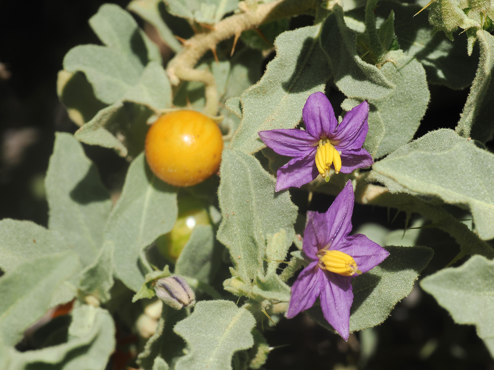 Solanum burchellii