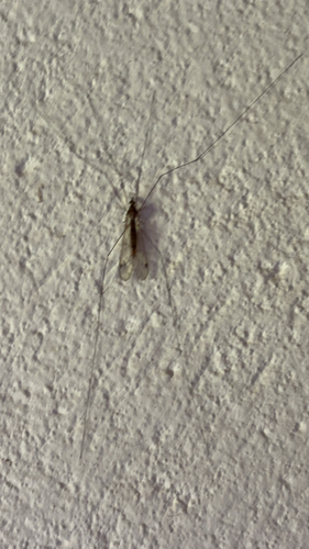Maekistocera longipennis
