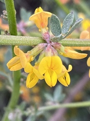 Acmispon watsonii