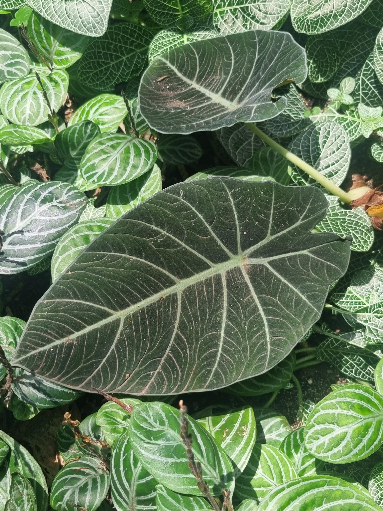Alocasia reginula A.Hay 2