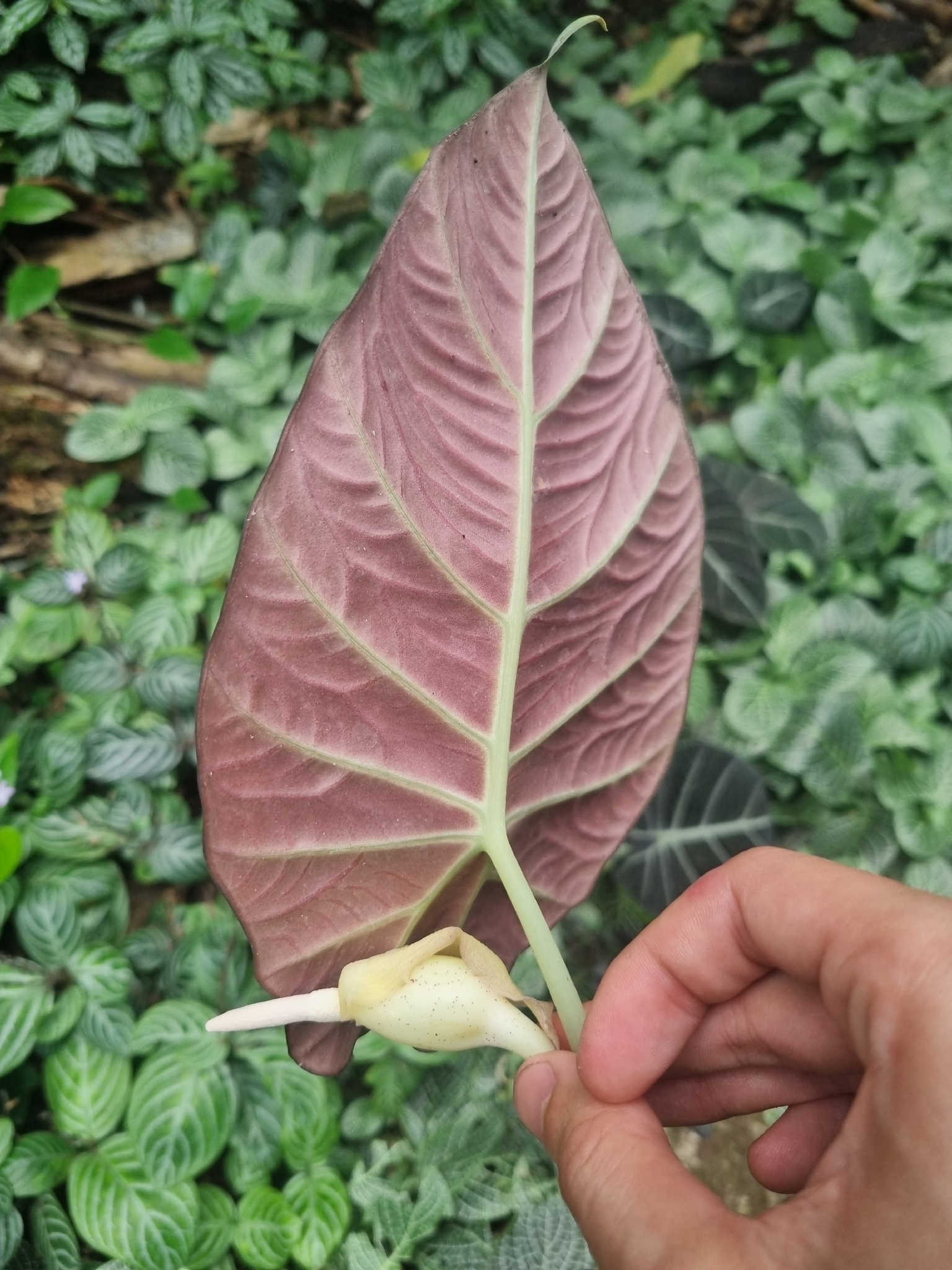Alocasia reginula A.Hay 3