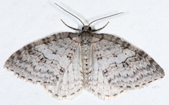 Venusia duodecemlineata