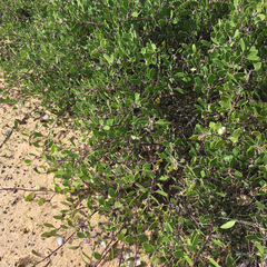 Arctostaphylos hookeri hookeri