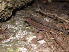 Podarcis bocagei