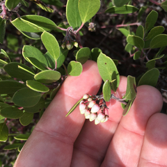 Arctostaphylos hookeri hookeri