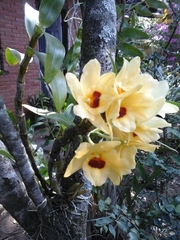 Dendrobium