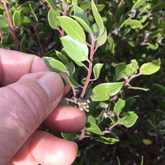 Arctostaphylos hookeri hookeri