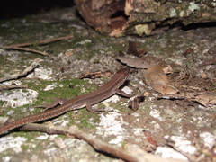 Podarcis bocagei