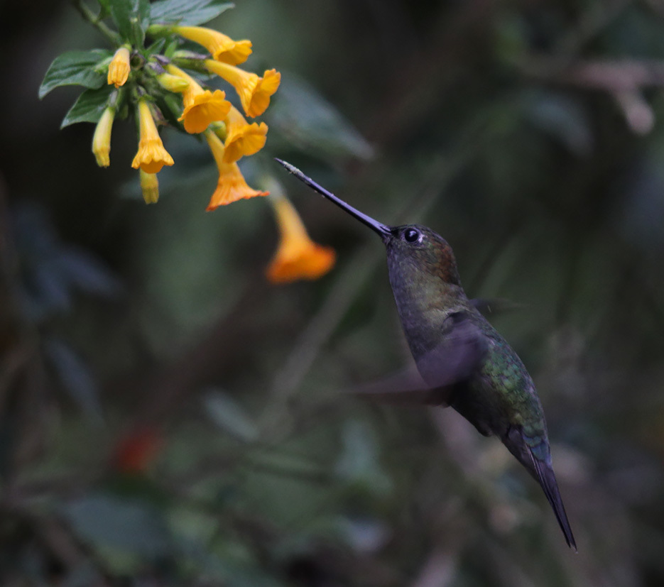 Green-Fronted Lancebill