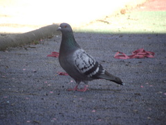 Columba livia domestica