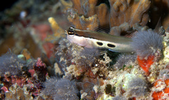 Ecsenius bimaculatus