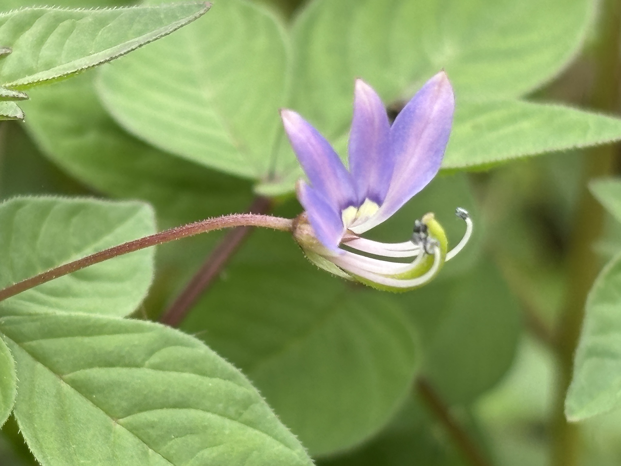 Sieruela rutidosperma — ảnh 3