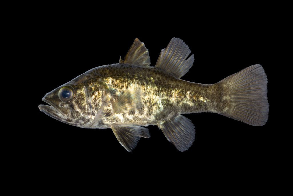 Blanchard's perchelet (Glossamia aprion) — Apogonidae