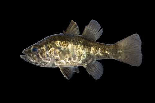 Blanchard's perchelet (Glossamia aprion) — Apogonidae