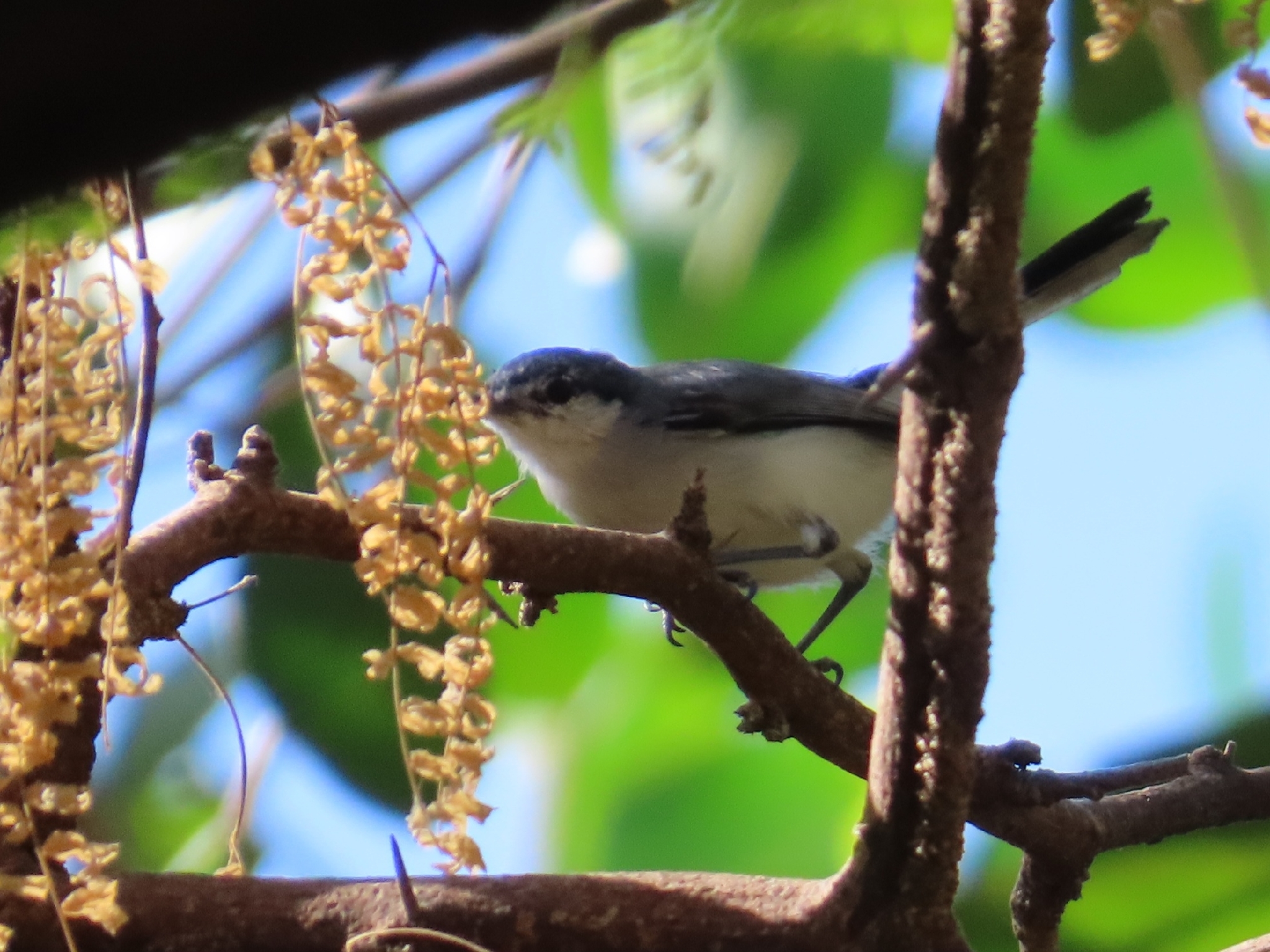 White-lored Gnatcatcher (Polioptila albiloris), photo 4