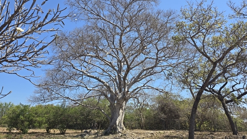 nacapul (Ficus cotinifolia)