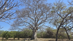 Ficus cotinifolia