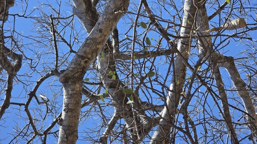 Ficus cotinifolia, photograph 2