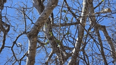 Ficus cotinifolia, photograph author not stated, no rights reserved