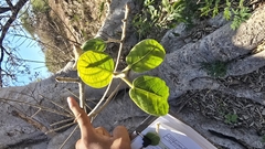 Ficus cotinifolia, photograph author not stated, no rights reserved
