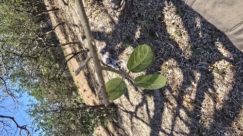Ficus cotinifolia, photograph 4