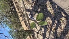 Ficus cotinifolia, photograph author not stated, no rights reserved