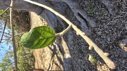 Ficus cotinifolia, photograph 5