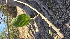 Ficus cotinifolia, photograph author not stated, no rights reserved