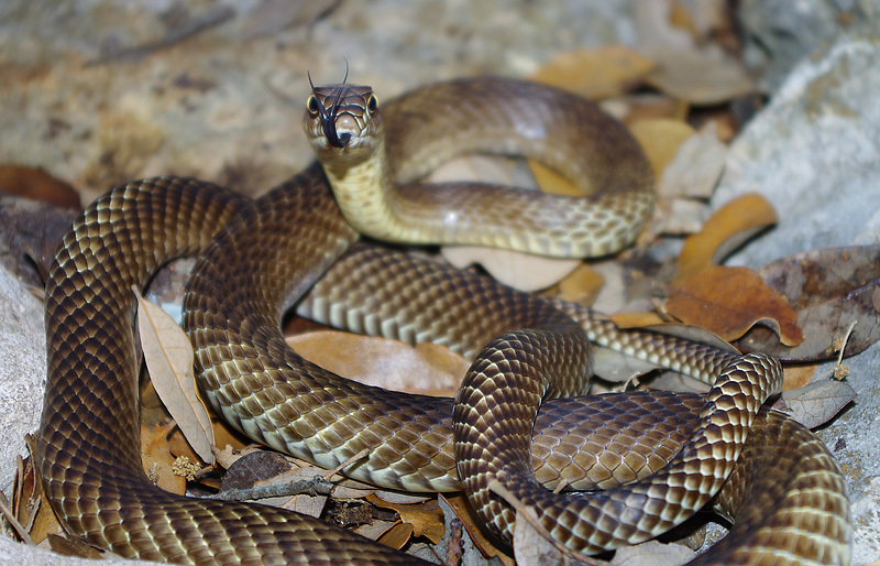 Western Coachwhip (Common Snakes Identification Guide for the Houston Area) · iNaturalist