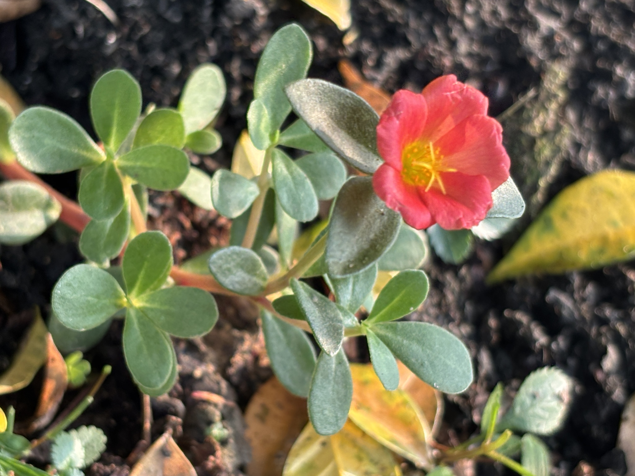 Portulaca umbraticola (Portulaca umbraticola)