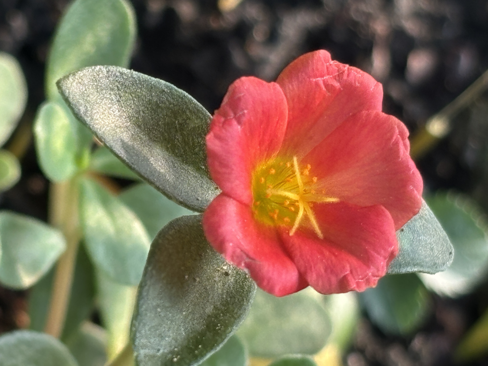 Portulaca umbraticola — ảnh 2