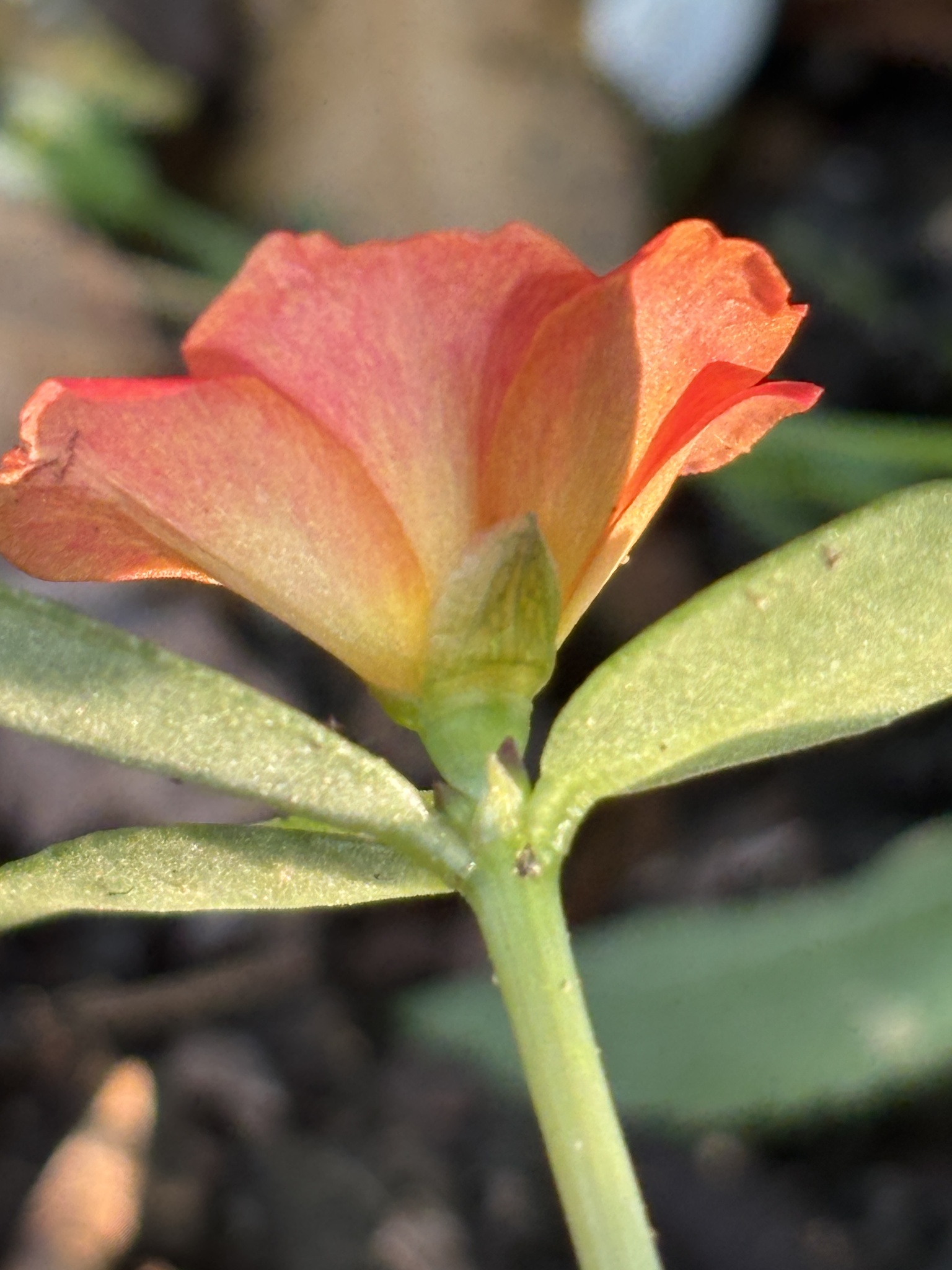 Portulaca umbraticola — ảnh 3